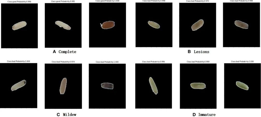 基于機(jī)器視覺(jué)和卷積神經(jīng)網(wǎng)絡(luò)的大米外觀品質(zhì)快速自動(dòng)檢測(cè)系統(tǒng)的研究