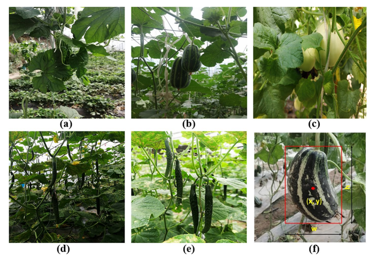 基于改進(jìn)的YOLO系列算法的溫室葫蘆科果實(shí)實(shí)時(shí)檢測(cè)