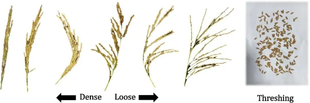 華中農業(yè)大學宋鵬副教授團隊：自然形態(tài)稻粒精確計數(shù)：一種基于圖像分類和物體檢測的方法