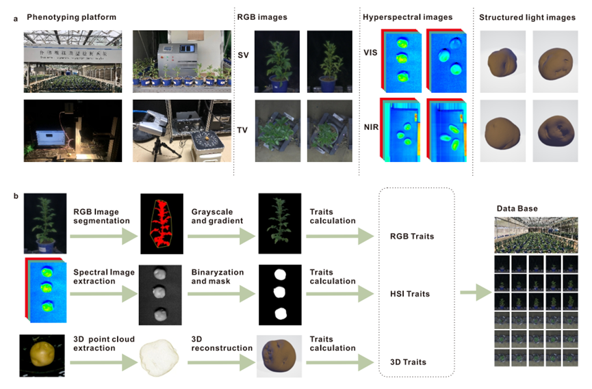 高通量表型組技術(shù)助力馬鈴薯育種突破：揭示雄性育性與產(chǎn)量遺傳機制