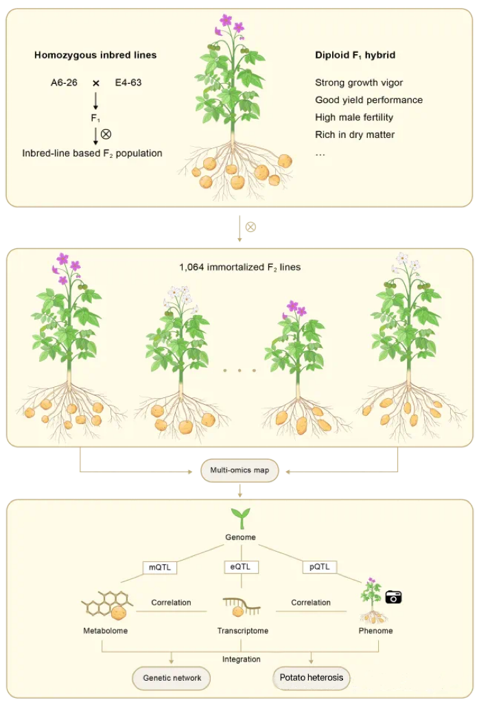 高通量表型組技術助力馬鈴薯育種突破：揭示雄性育性與產(chǎn)量遺傳機制